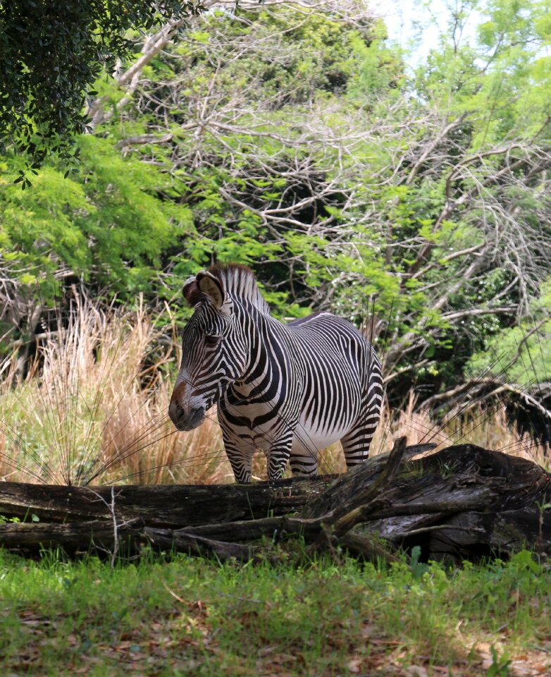 Zebra photo taken at animal kingdom orlando fl