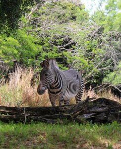 Zebra photo taken at animal kingdom orlando fl