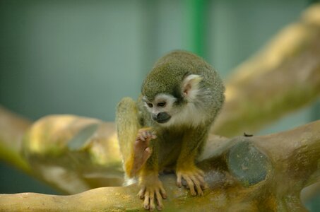äffchen climb animal
