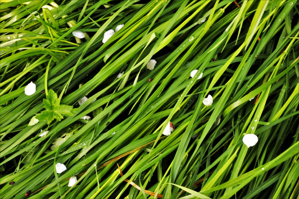 Nature leaf garden