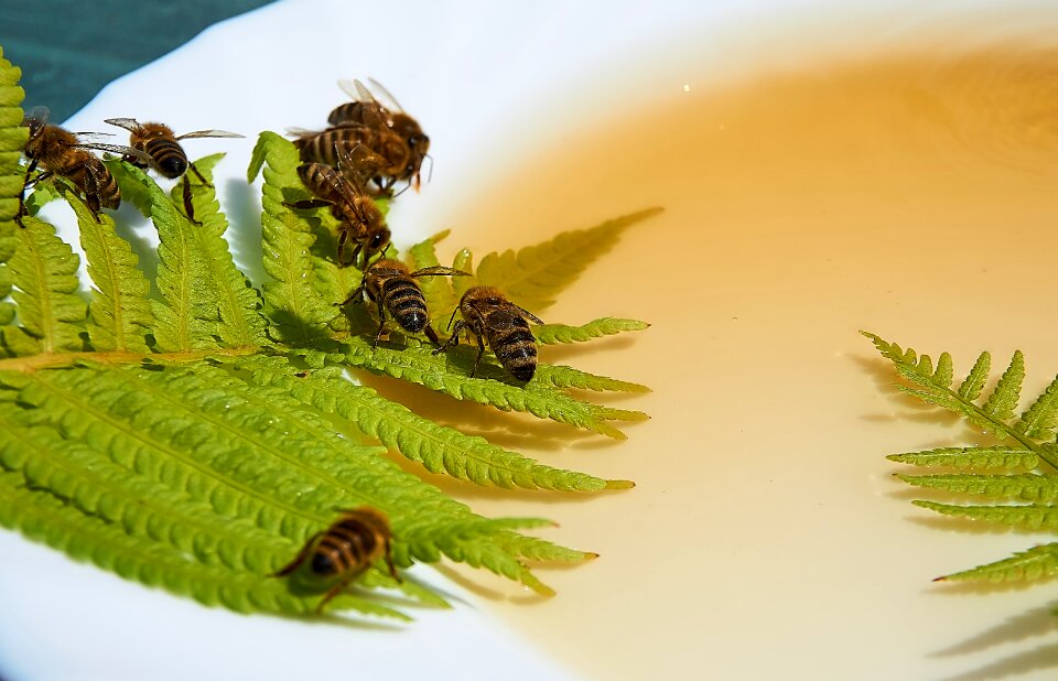 Honey water drought food