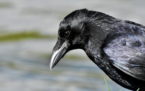 Black nature bill