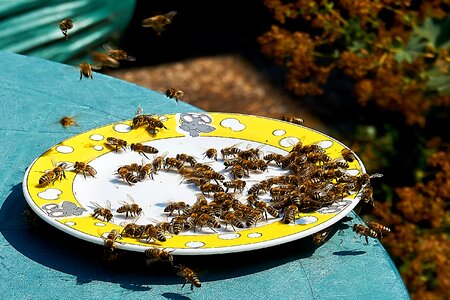 Honey water drought food