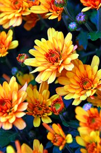 Yellow chrysanthemum blooms at flowers photo