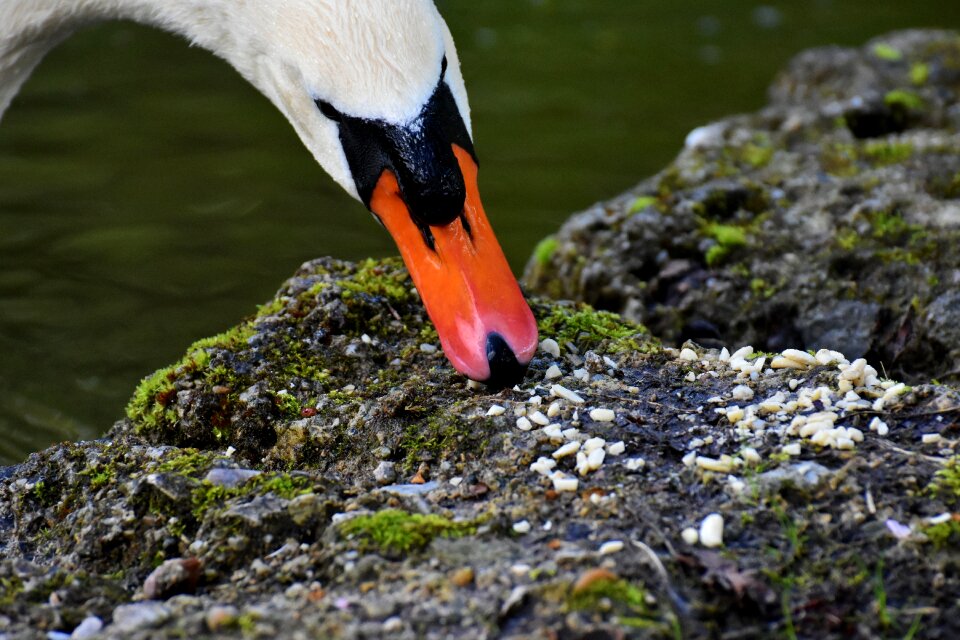 Noble plumage white