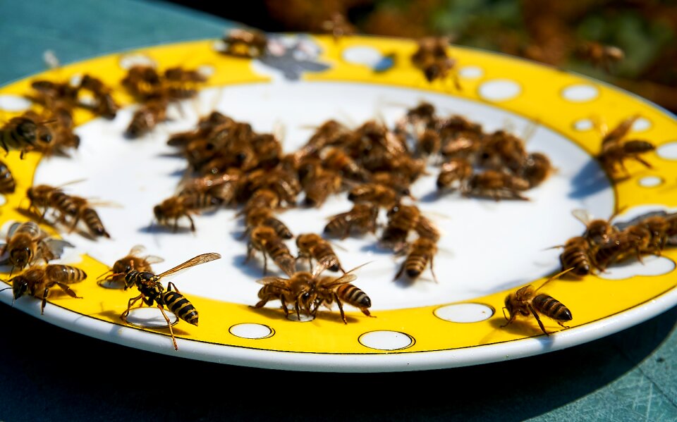 Honey water drought food