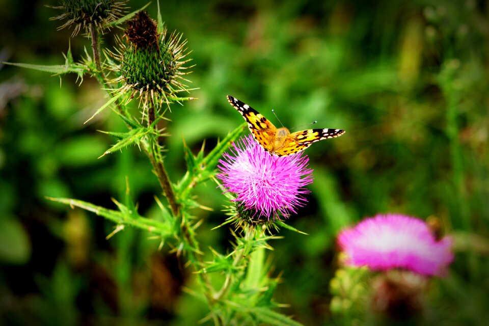Wings nature green