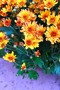 Yellow chrysanthemum blooms at flowers