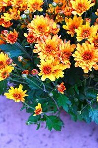 Yellow chrysanthemum blooms at flowers photo