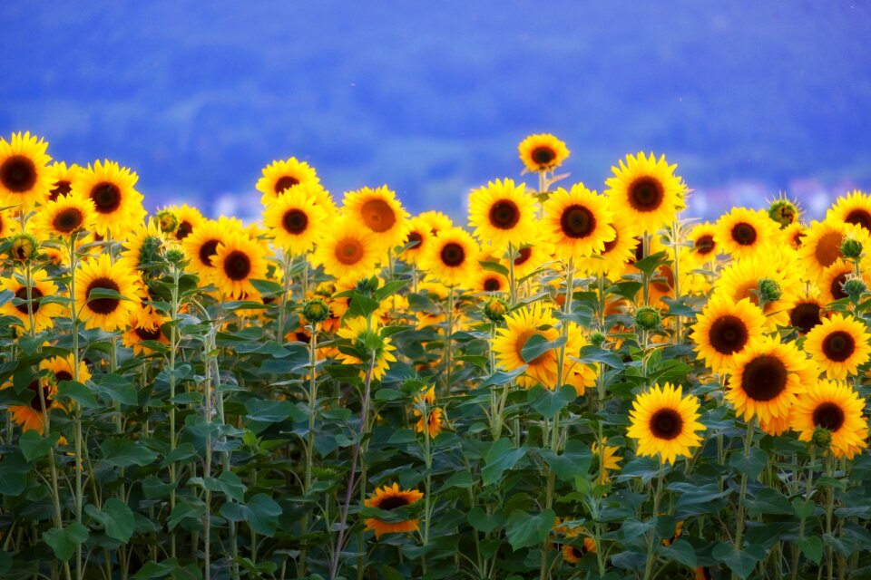 Summer bloom blossom