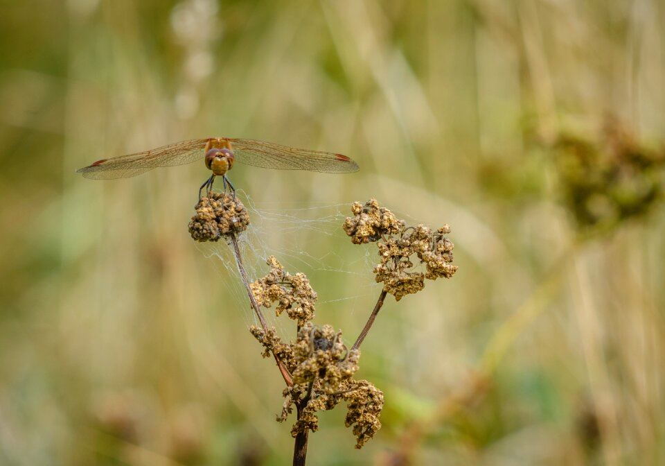 Nature wings 4 spot chaser