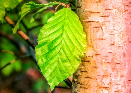 Birch birch leaf deciduous tree photo