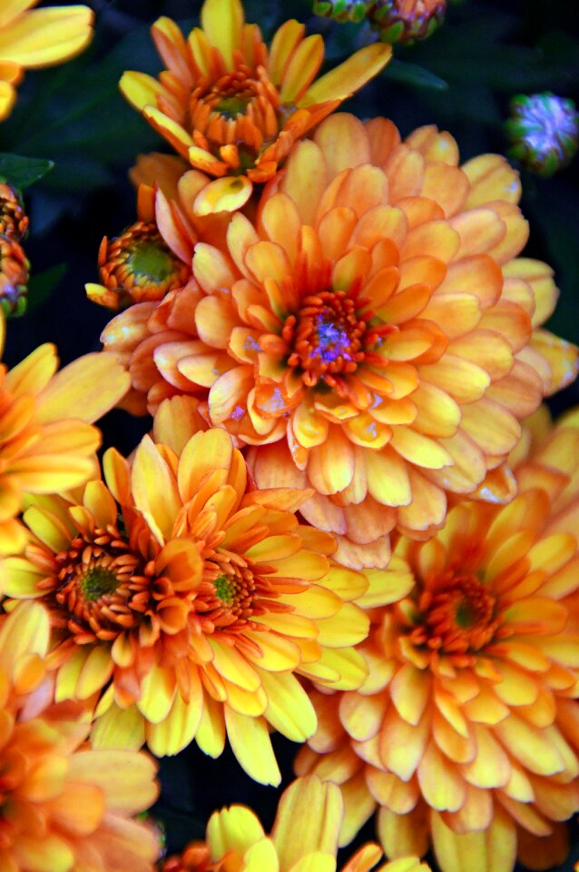 Yellow chrysanthemum blooms at flowers - Free photos on creazilla.com