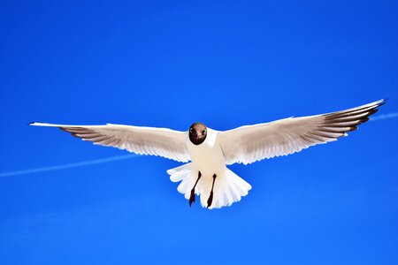 Plumage approach in flight photo