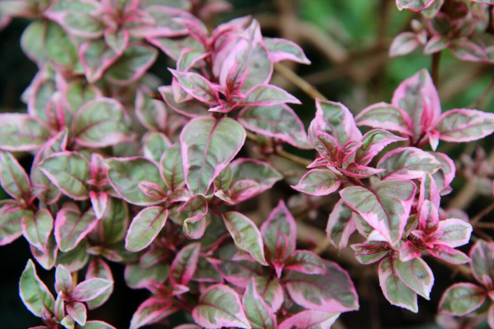 Fuchsia variegated leaf variegated foliage