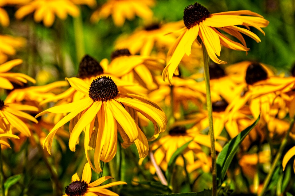 Coneflower summer flora