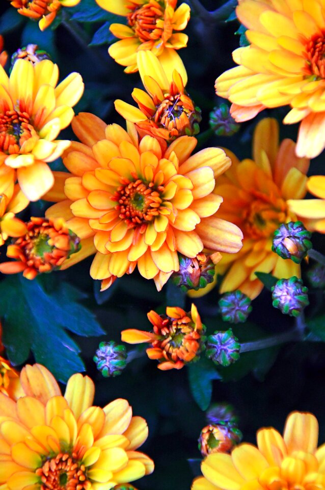 Yellow chrysanthemum blooms at flowers photo