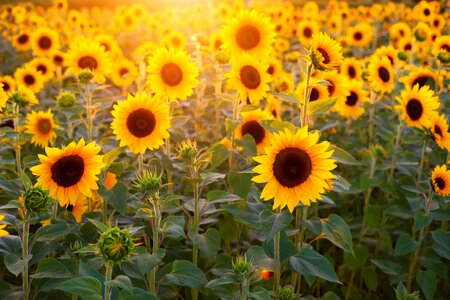 Summer bloom blossom