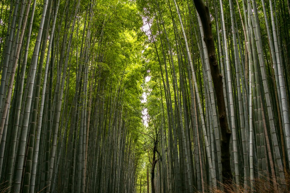 Trees high tall photo