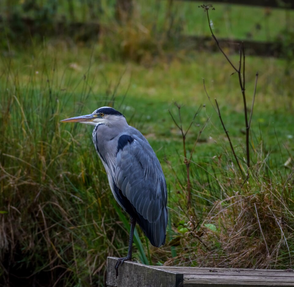 Beak feathers wildlife