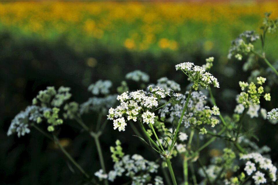 Plant nature season