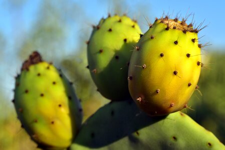 Mediterranean prickly fruits