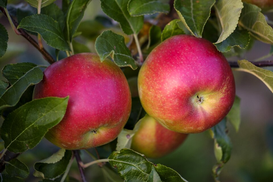 Ripe healthy vitamins