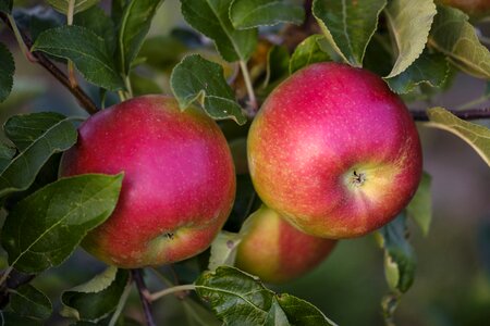 Ripe healthy vitamins