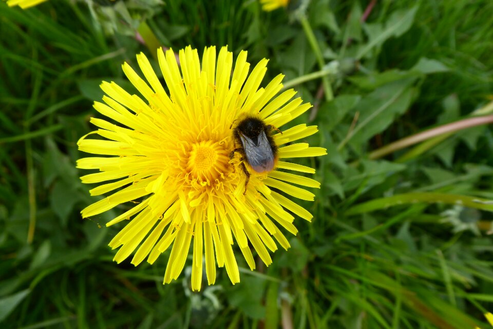 Summer flower dandelion