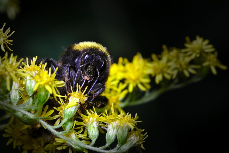 Insect close up pollen