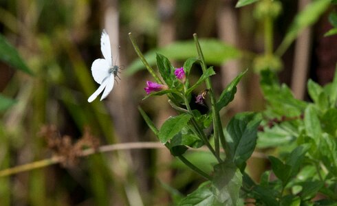 Insect flower fauna