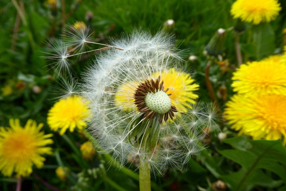 Plant summer yellow