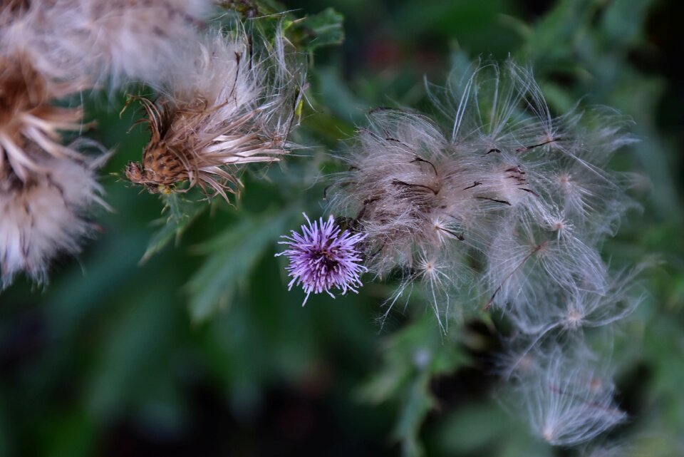 Acker thistle flora cirsium arvense