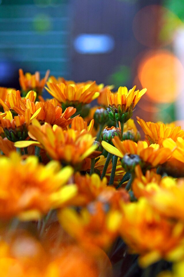 Yellow chrysanthemum blooms at flowers