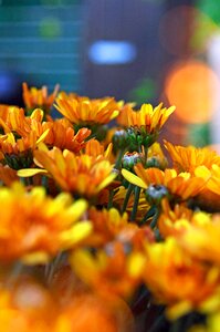 Yellow chrysanthemum blooms at flowers photo