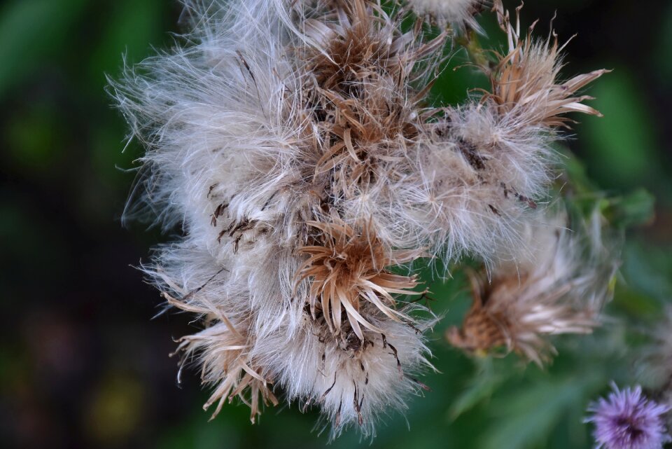 Acker thistle flora cirsium arvense
