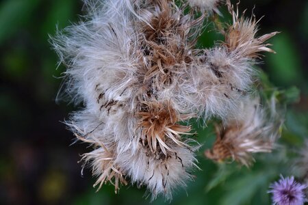 Acker thistle flora cirsium arvense