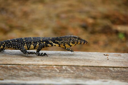 Baby lizard water