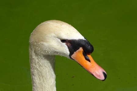 Swan water bird animal