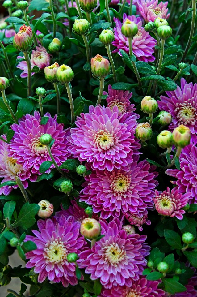 Pink chrysanthemum blooms at flowers