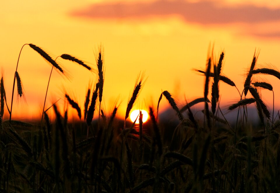 Mood dusk close up