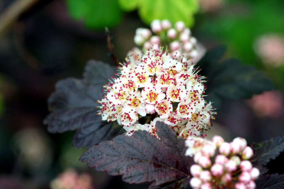 Nature flowering white