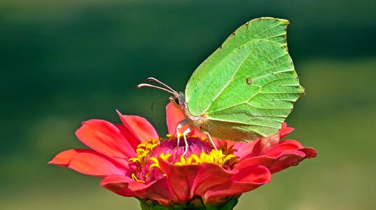 Zinnia nature macro