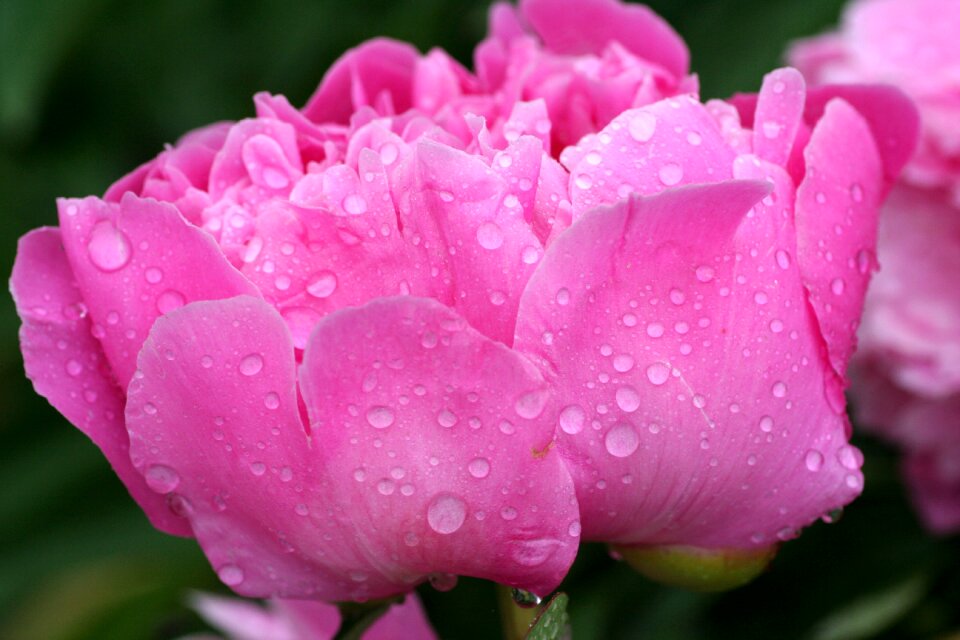 Drop rain spring-flowering