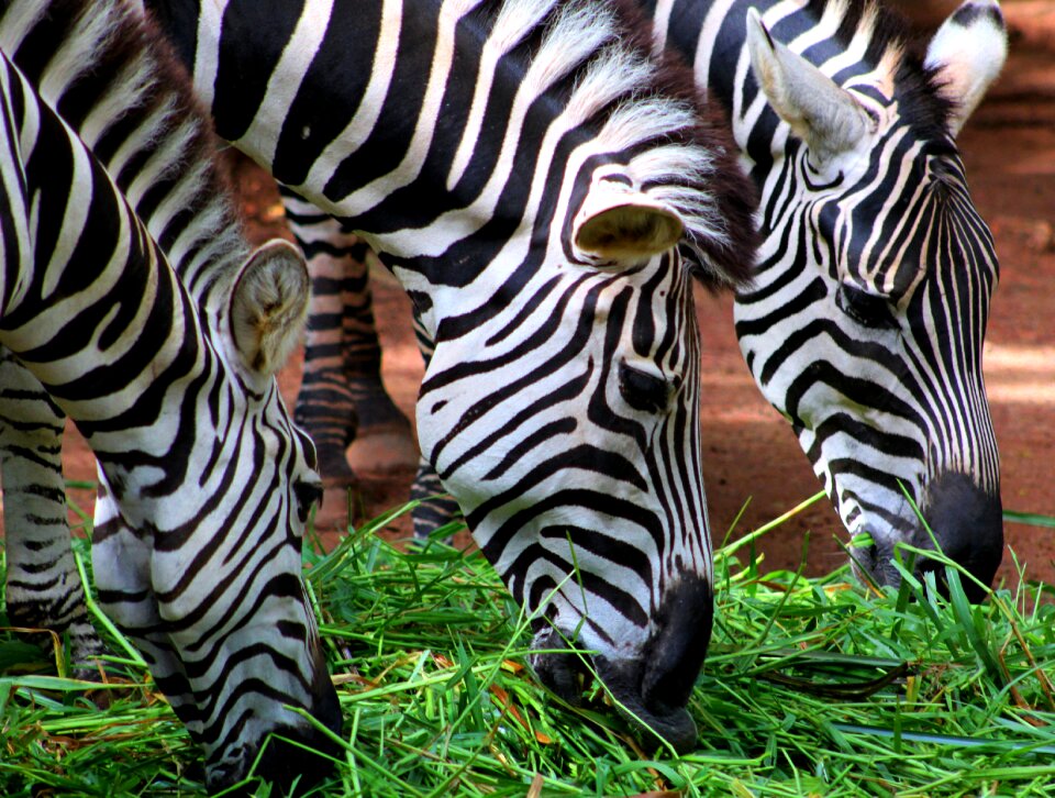 Zebra eating grass