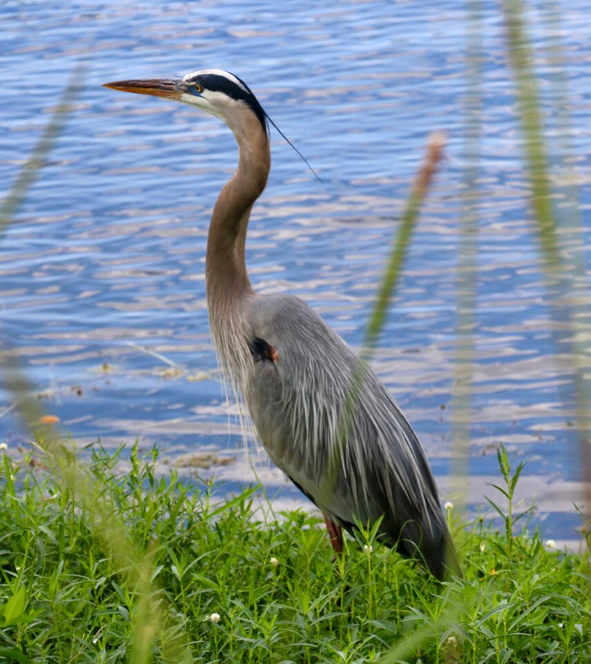 Feathers nature north america