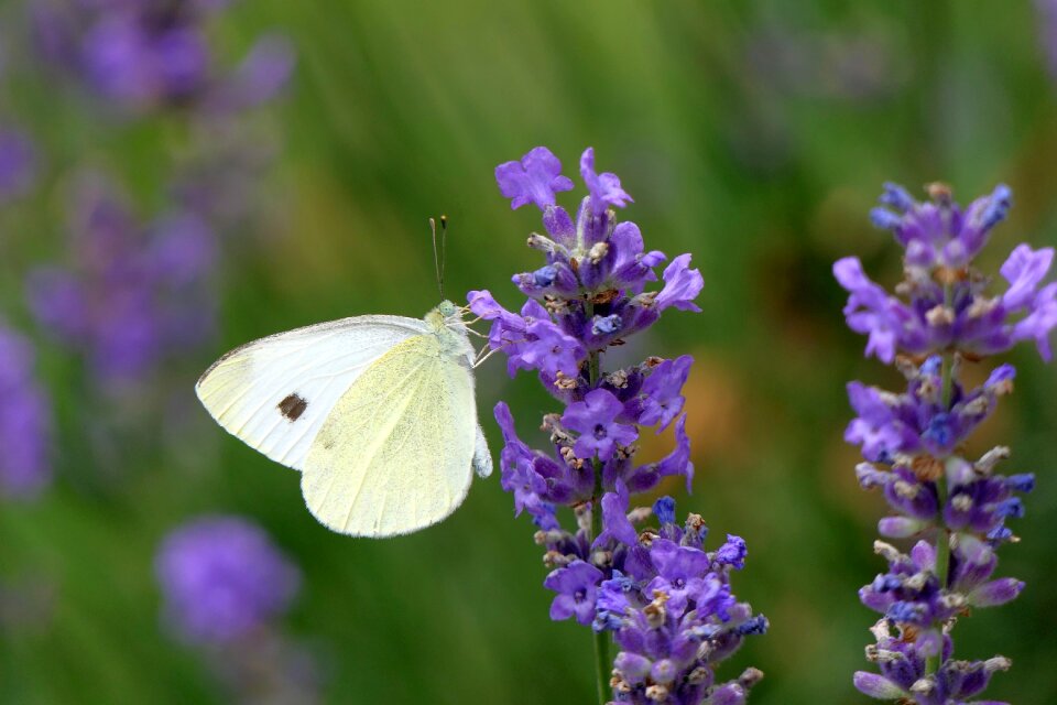 Insect nature close up