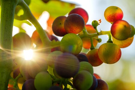 Fruit vines rebstock