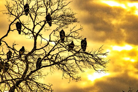 Tree roost birds photo