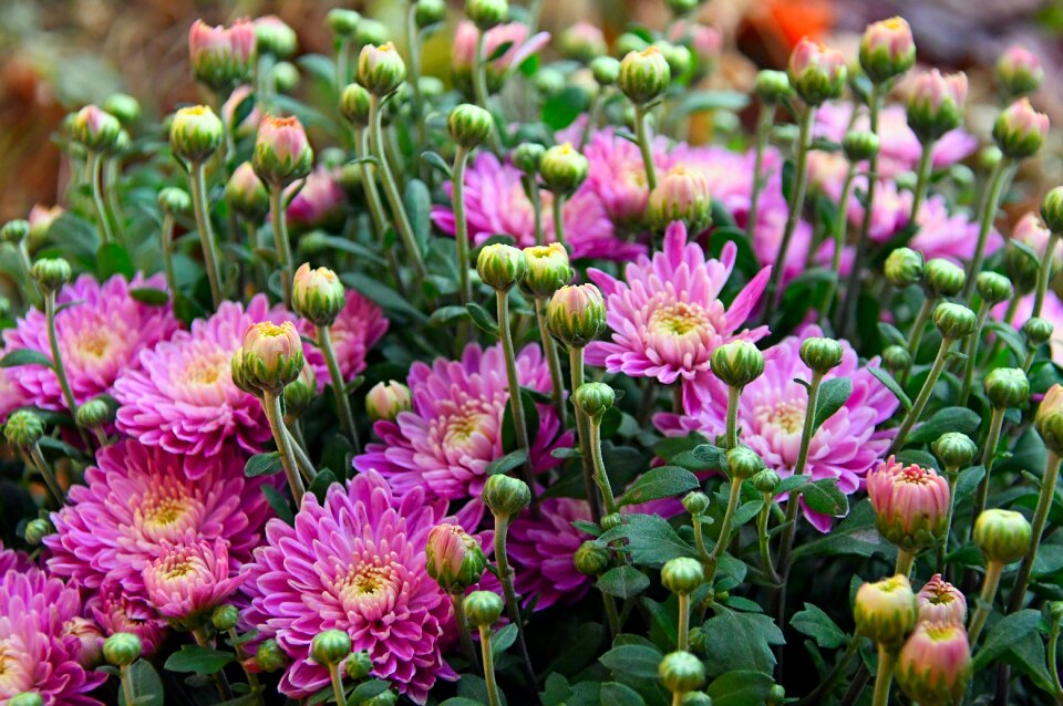 Pink chrysanthemum blooms at flowers